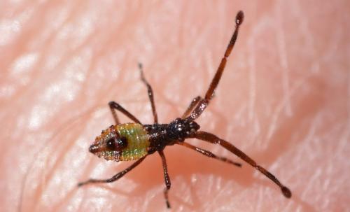 Gonocerus acuteangulatus